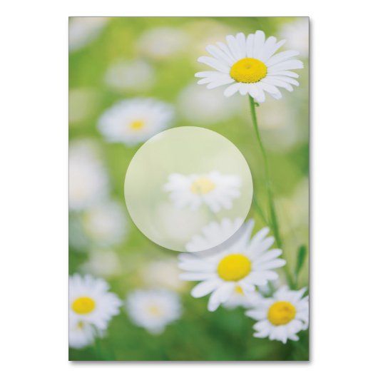 Daisy Daisies Flower Floral Summer Table Number Kaart (Achterkant)