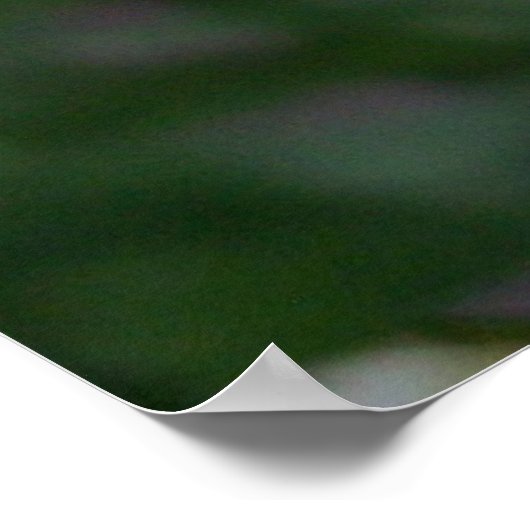 Daisy Daisies Foto's Closeups Poster (Hoek)