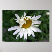 Daisy Daisies Foto's Closeups Poster (Voorkant)