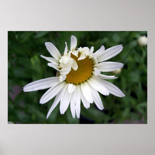 Daisy Daisies Foto's Closeups Poster (Voorkant)