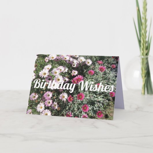 Daisy Daisies Pink Red Flowers Floral Birthday Kaart (Voorkant)