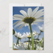 Daisy, Daisies, White Flowers, Rehearsal Dinner Kaart (Achterkant)