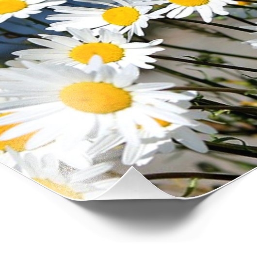 Daisy-Daisy Foto Afdruk (Hoek)
