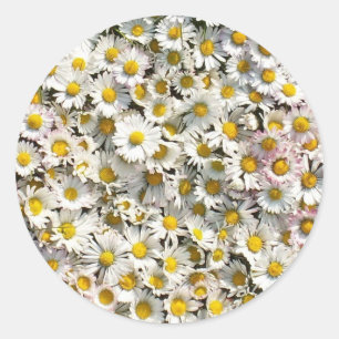 Daisy Daisy Ronde Sticker