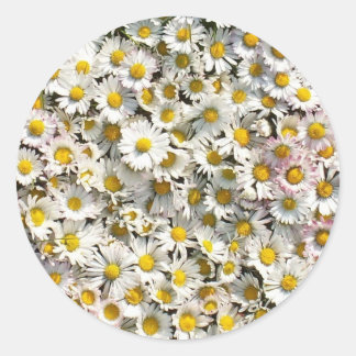 Daisy Daisy Ronde Sticker