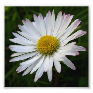 Daisy Darkness Foto Afdruk