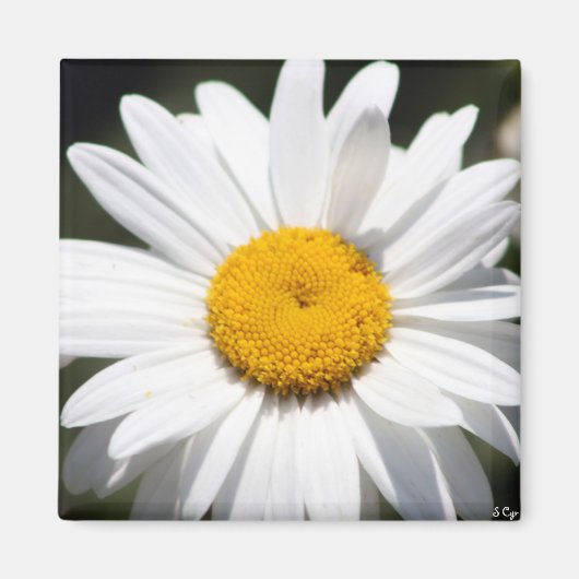 Daisy Darling Magneet (Voorkant)