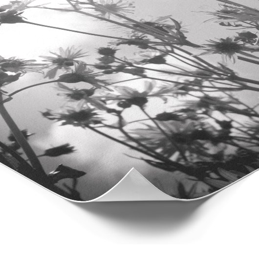 Daisy Day Black and White Daisies Flower Archival Poster (Hoek)