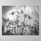 Daisy Day Black and White Daisies Flower Archival Poster (Voorkant)