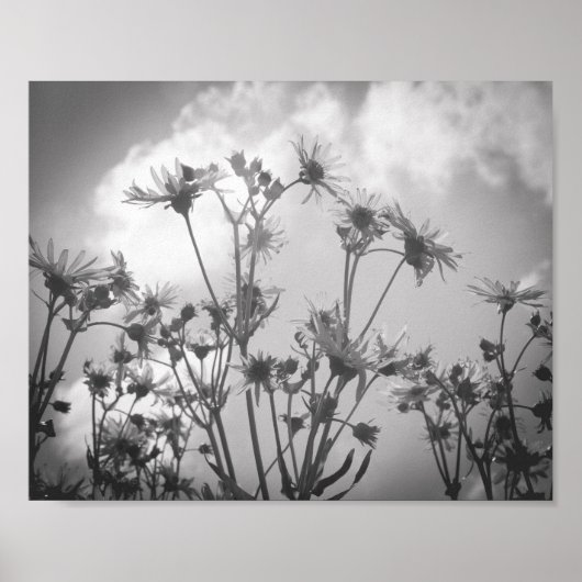 Daisy Day Black and White Daisies Flower Archival Poster (Voorkant)