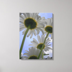 Daisy Day Wrapped Canvas Afdruk