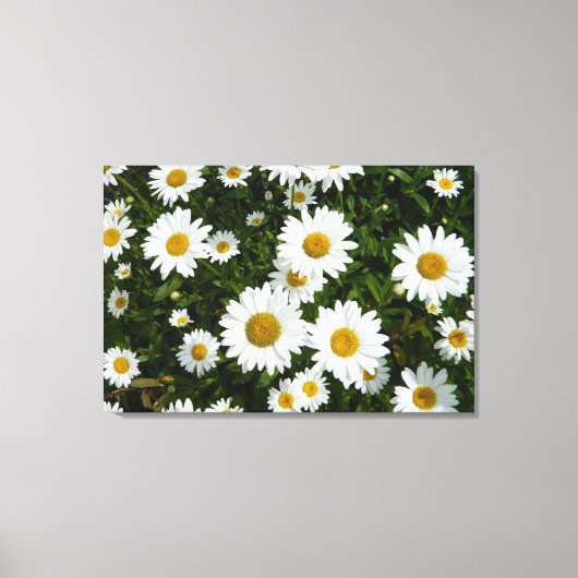 Daisy Delight Canvas Afdruk (Voorkant)