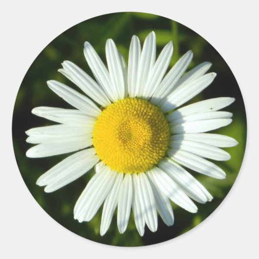 Daisy Delight Ronde Sticker (Voorkant)