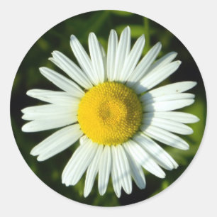 Daisy Delight Ronde Sticker