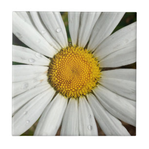 Daisy Dew Tile Tegeltje