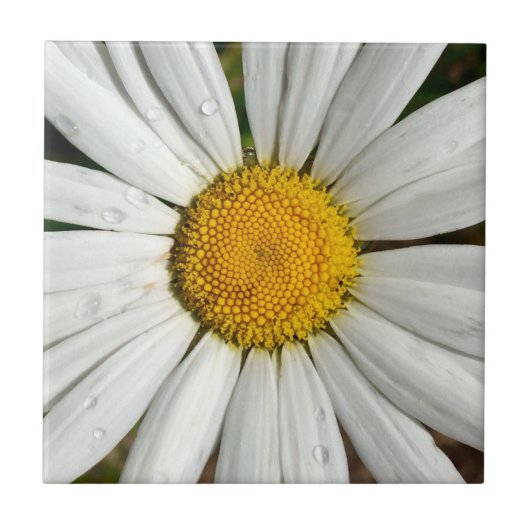 Daisy Dew Tile Tegeltje (Voorkant)
