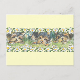 Daisy Dogs Yorkie Puppies Briefkaart