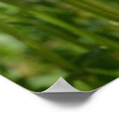 Daisy Dream Poem Poster (Hoek)