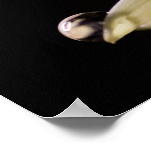 Daisy Droplet Poster (Hoek)