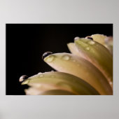 Daisy Droplet Poster (Voorkant)