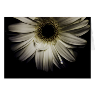 Daisy Droplet serie