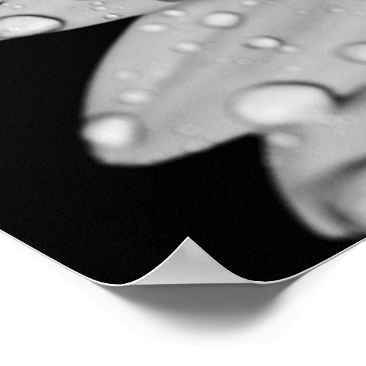Daisy Droplets (zwart en wit) Poster (Hoek)