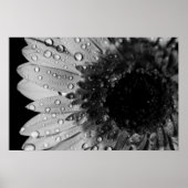 Daisy Droplets (zwart en wit) Poster (Voorkant)