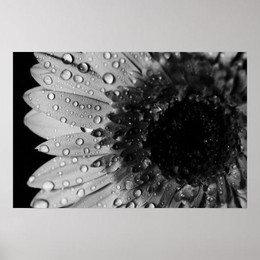 Daisy Droplets (zwart en wit) Poster (Voorkant)