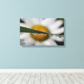 Daisy Drups natuur foto Canvas Afdruk (Insitu (Houten vloer))
