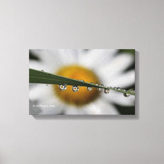 Daisy Drups natuur foto Canvas Afdruk (Voorkant)