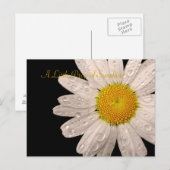 Daisy "Een druppel zonneschijn" briefkaart (Voorkant / Achterkant)