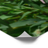 Daisy en Fireweed Poster (Hoek)