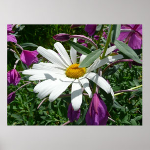 Daisy en Fireweed Poster