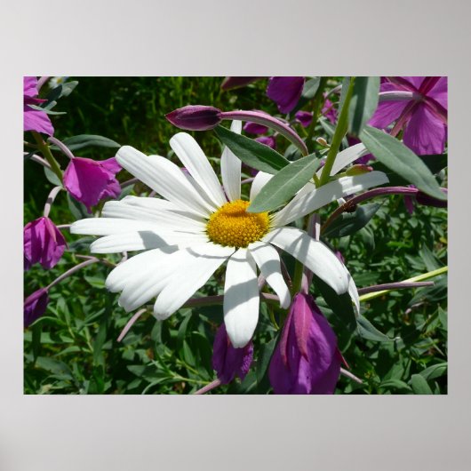 Daisy en Fireweed Poster (Voorkant)