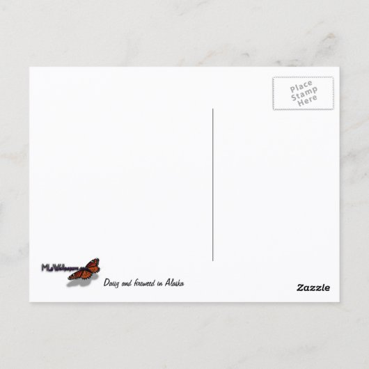 Daisy en Fireweed Wildflower Briefkaart (Achterkant)