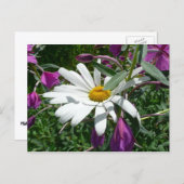 Daisy en Fireweed Wildflower Briefkaart (Voorkant / Achterkant)