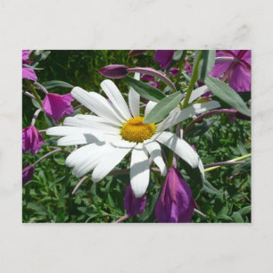 Daisy en Fireweed Wildflower Briefkaart