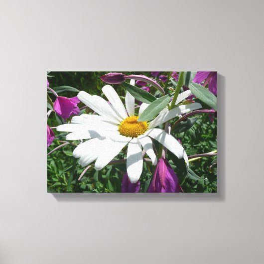 Daisy en Fireweed Wildflower Canvas Afdruk (Voorkant)