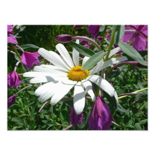 Daisy en Fireweed Wildflower Foto Afdruk