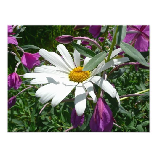 Daisy en Fireweed Wildflower Foto Afdruk (Voorkant)