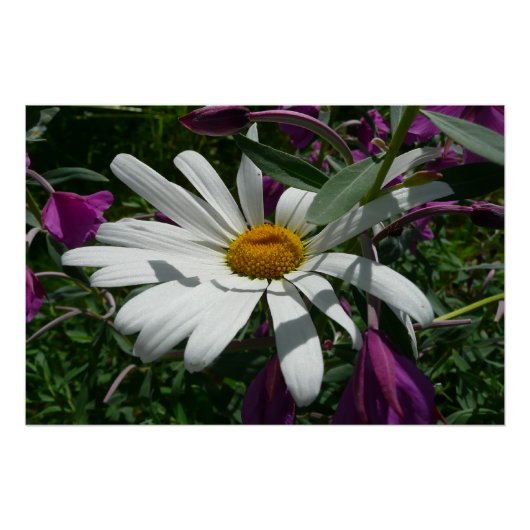 Daisy en Fireweed Wildflower Poster (Voorkant)