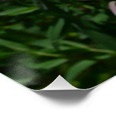 Daisy en Fireweed Wildflower Poster (Hoek)