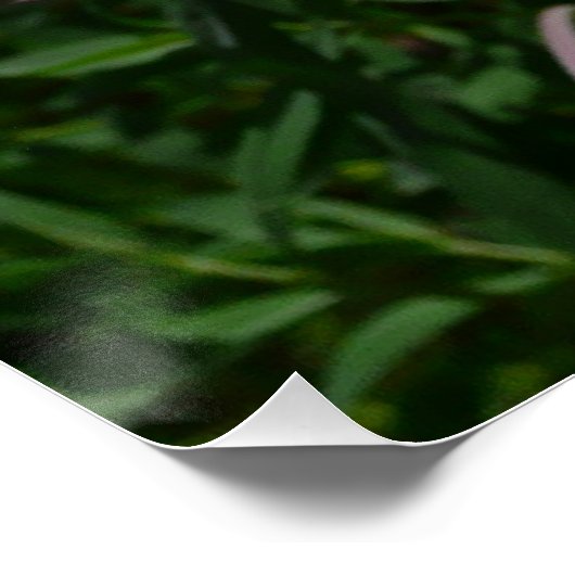 Daisy en Fireweed Wildflower Poster (Hoek)