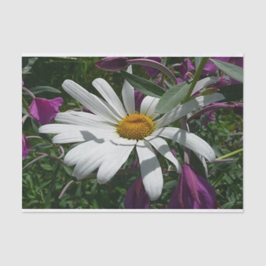 Daisy en Fireweed Wildflower Tissuepapier (Voorkant)