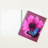 Daisy en Morpho Planner (Display)