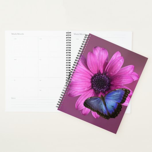 Daisy en Morpho Planner (Display)