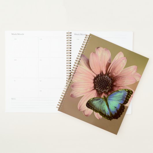 Daisy en Morpho Planner (Display)