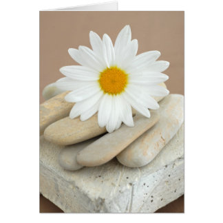 Daisy en Stones