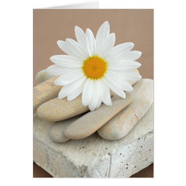 Daisy en Stones (Voorkant)