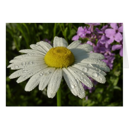 Daisy en Zomer Lila Wildflower (Voorkant Horizontaal)